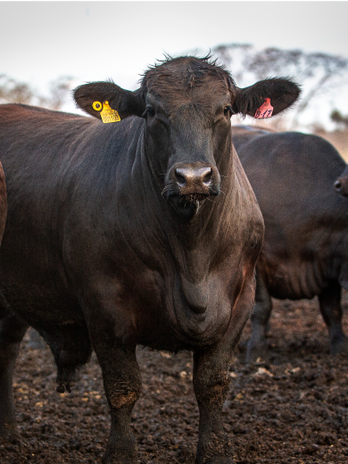 Imagem sem descrição
