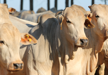 Imagem sem descrição