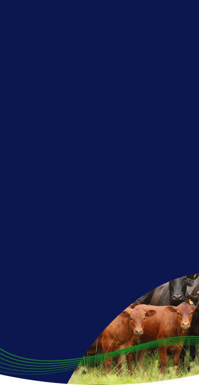 Imagem sem descrição